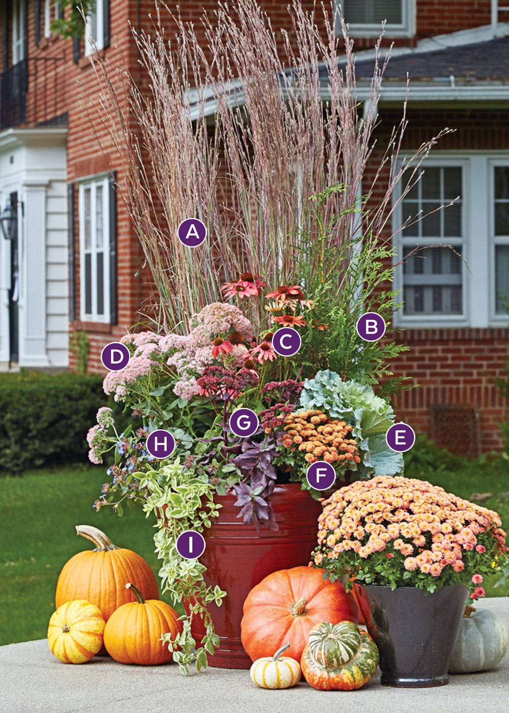 GG155 fall-container-labelled: Make a statement on your patio or front entry with this colorful fall container filled with annuals and perennials. The arborvitae is placed at the back of the container to create a thriller that also provides a backdrop for the rest of the planting.