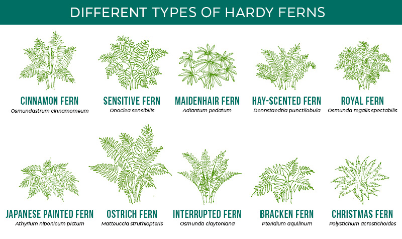 Hardy-fern-graphic-garden-gate-magazine