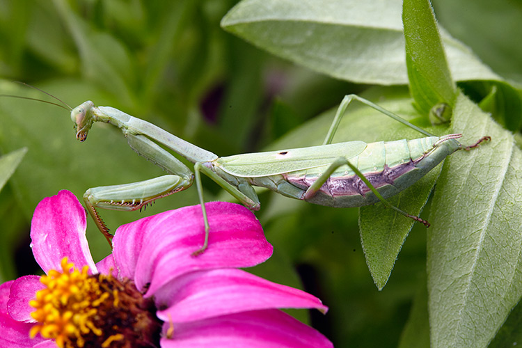 beneficial-garden-insects-praying-mantis: A praying mantis can turn its head 180 degrees searching for prey.