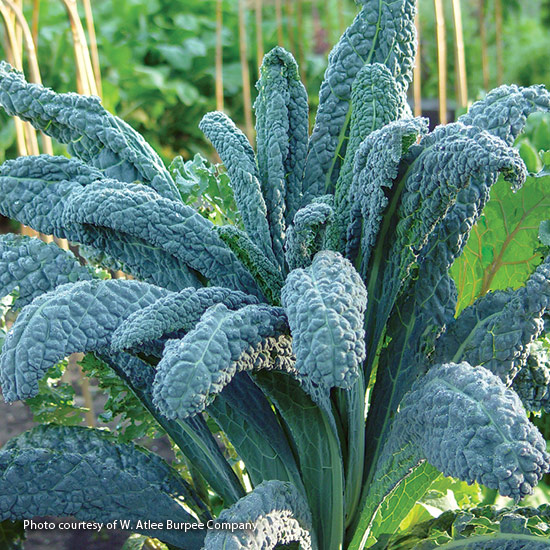 Kale (Brassica oleracea ‘Lacinato’)