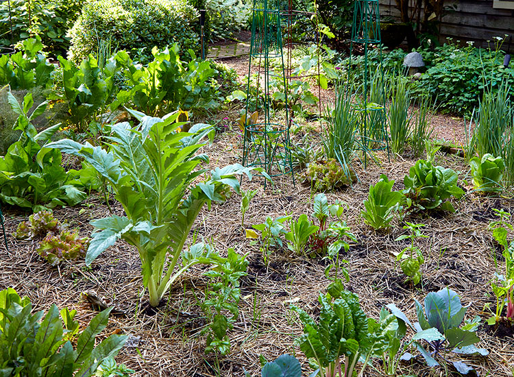 Vegetable garden: A vegetable garden can be a great way to provide healthy produce for your family.
