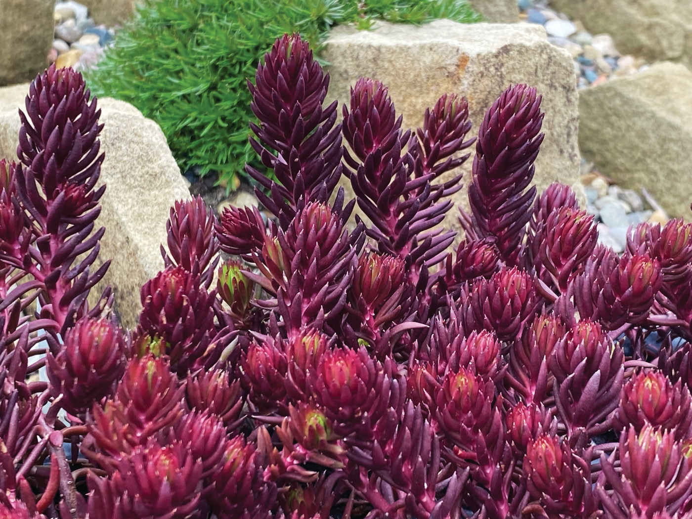 Red Angelina sedum courtesy of Garden Solutions: Add this new sedum variety with stunning red foliage as a garden ground cover. Photo courtesy of Garden Solutions
