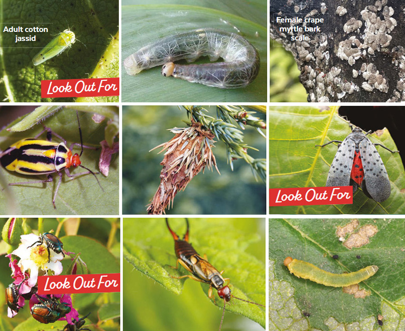 Regional-pest-master-collage: From cotton jassid to spotted lanternfly, these are a selection of garden pests to look out for.