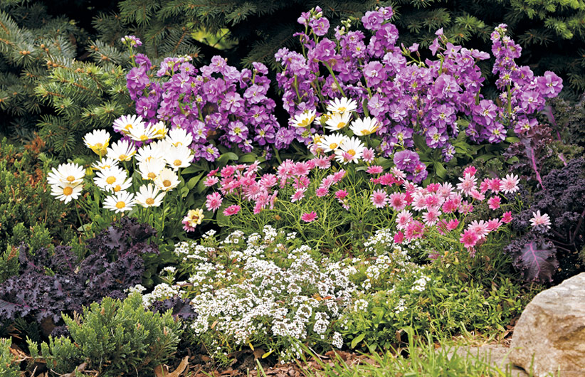 cold-tolerant-flowers-winter-plant-combination: Plant cold-season annuals and tender perennials for long-lasting color.
