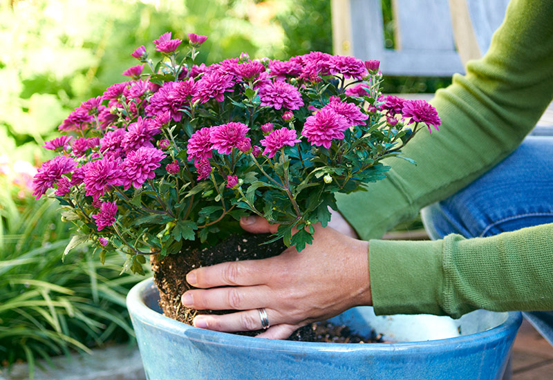 Planting mums in a container: Gardening helps you stay healthy.