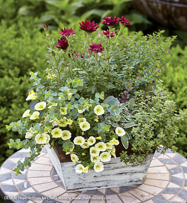 Tabletop planter with herbs and flowers: Tabletop planters are the perfect place to grow plants with scented foliage — just run your hand through the leaves and enjoy!