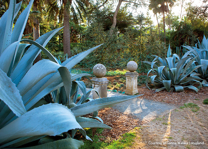 Blue Garden at Ganna Walska Lotusland Santa Barbara, California: Large blue agaves provide a dramatic entrance to the Blue Garden. Wander the path to discover all the other blue-foliaged plants that live here.