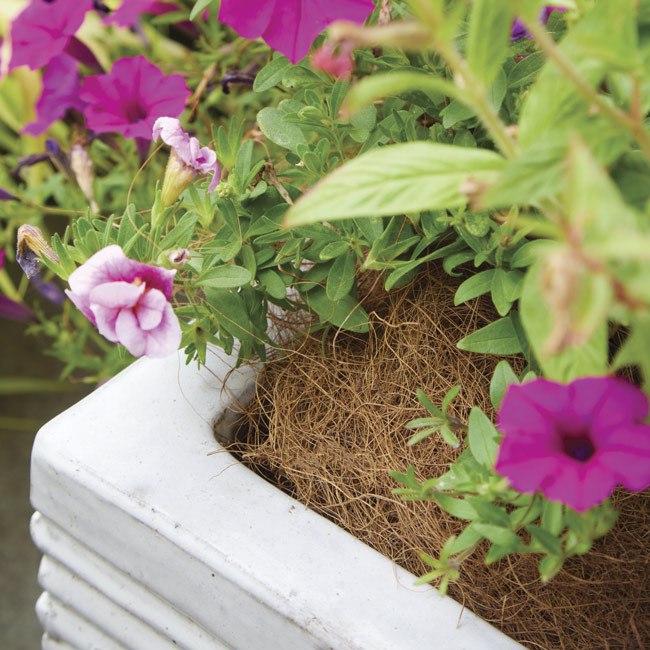 Coir basket liner as mulch: A mulch layer of coir from an old hanging basket liner can help conserve water.