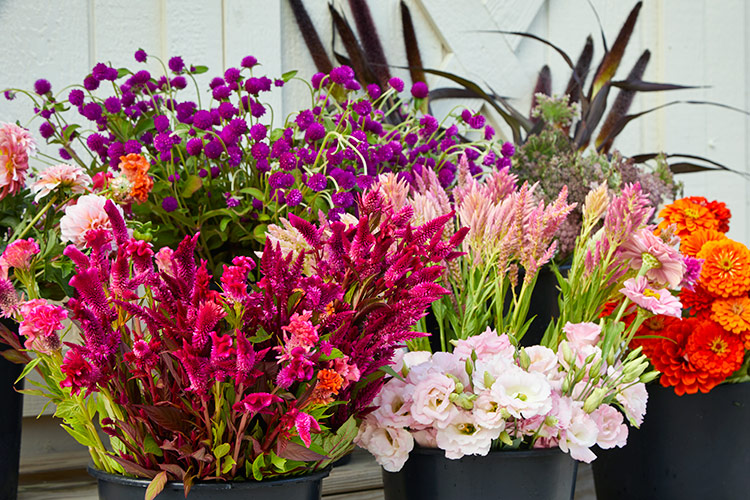 buckets of harvested cut flowers: Adam and Jennifer place just-harvested flowers directly into buckets of water and allow them to rest for 24 hours in a cool place before they recut and arrange.