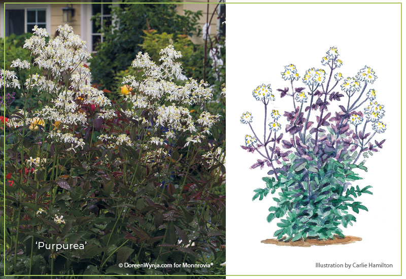 Purpurea-clematis-with-illustration: ‘Purpurea’ clematis has dark purple-bronze foliage when it’s young.