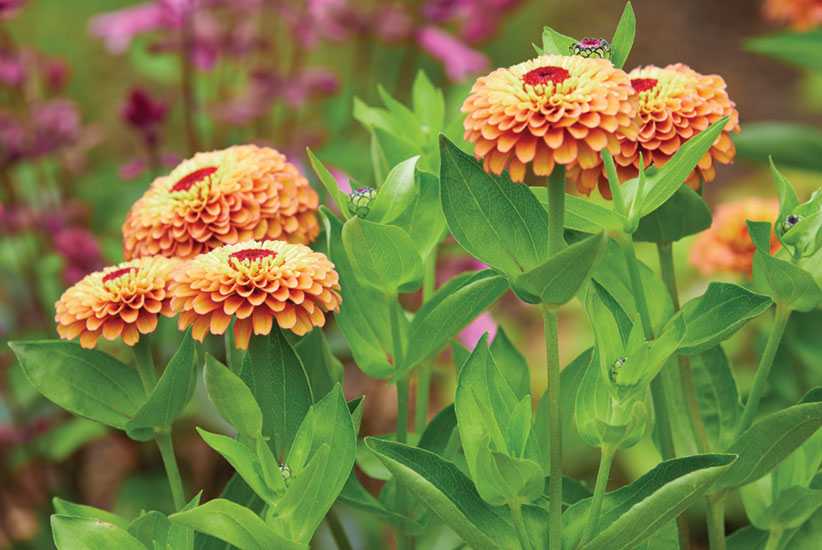 GG168-cut-flower-DC-plan-queen-lime-orange-zinnia-D: Zinnias are a great cut flower and come in a wide variety of colors.