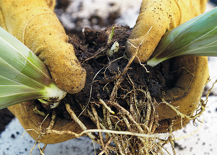 summer-garden-checklist-divide-bearded-iris: Some rhizomes, like those above, pull or break apart easily.