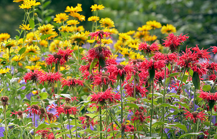 hummingbird-garden-plan-plant-flowers-in-masses: Planting large groups of flowers like bee balm will attract more hummingbirds.