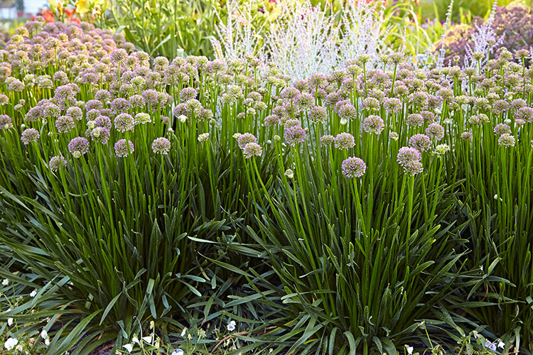 'Millenium' allium: A single 'Millenium' allium plant looks great in a border but a group of five or more is even more dramatic. And the bees will love all the blooms!