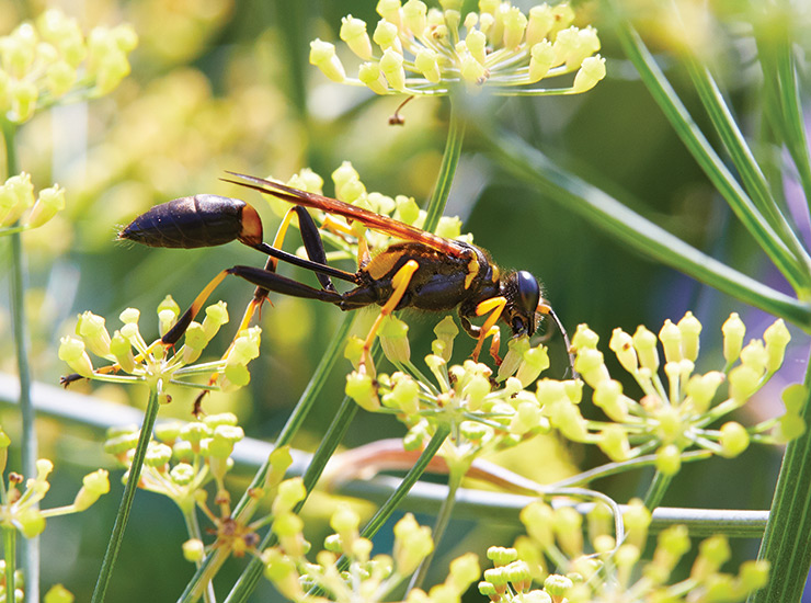 mud dauber wasp on yellow dill flowers: Think twice before calling pest control — mud daubers aren’t aggressive.
