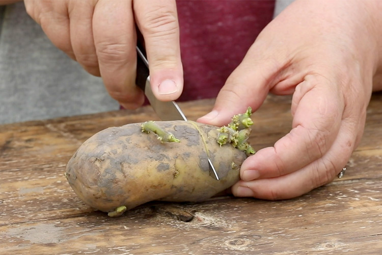 how-to-grow-potatoes-cut-seed-potatoes-into-chunks-with-eyes: The pieces can be most any size, just make sure each one has 2 to 3 eyes.