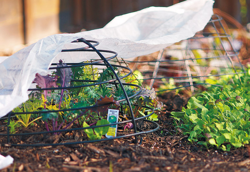 cool-season-vegetables-to-plant-in-fall-cold-protection-tip: To protect plaants from frost, use floating row cover supported by an overturned wire basket to keep fabric from touching the plants.
