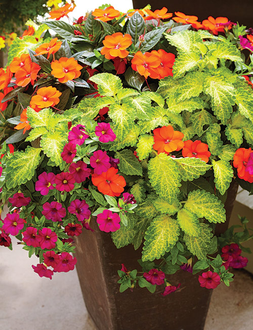 colorful-summer-container-ideas-coleus-petchoa: This vibrant planting of coleus and New Guinea imaptiens is sure to brighten up your patio!