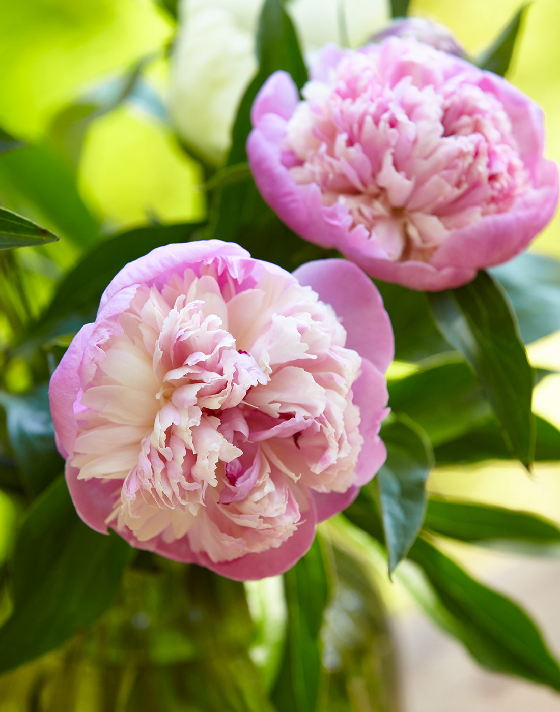 peony-saving-tip-vase-1100x1400: There's nothing better than enjoying fragrant peonies from the garden in a cut flower bouquet, especially in July!