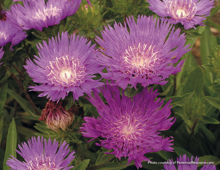 Stokesia (Stokesia ‘Honeysong Purple’)