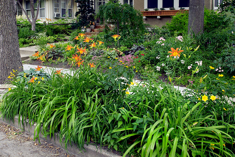 plants-for-curbside-strips-lead: Daylilies, like you see here, are great perennials for hot and dry curbside strips.