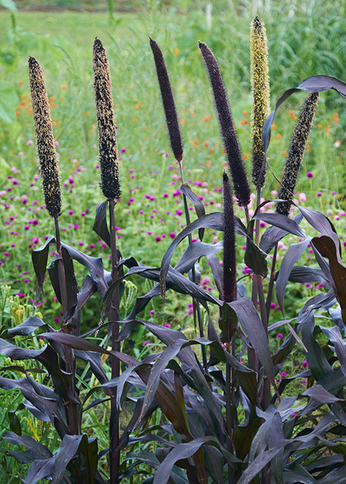 Ornamental millet: Some ornamental millet varieties, such as Purple Majesty above, develop pollen that's a great contrast to the dark foliage but it won’t last long. 