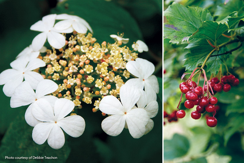 6-plants-birds-love-Viburnum: American cranberrybush has multiseason interest for your garden and birds love the berries!