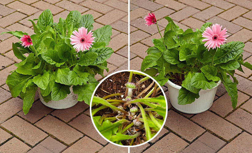 Thinned vs. not thinned foliage on gerbera daisy: A little thinning will encourage more flowers by allowing light to reach the crown, where buds are forming.