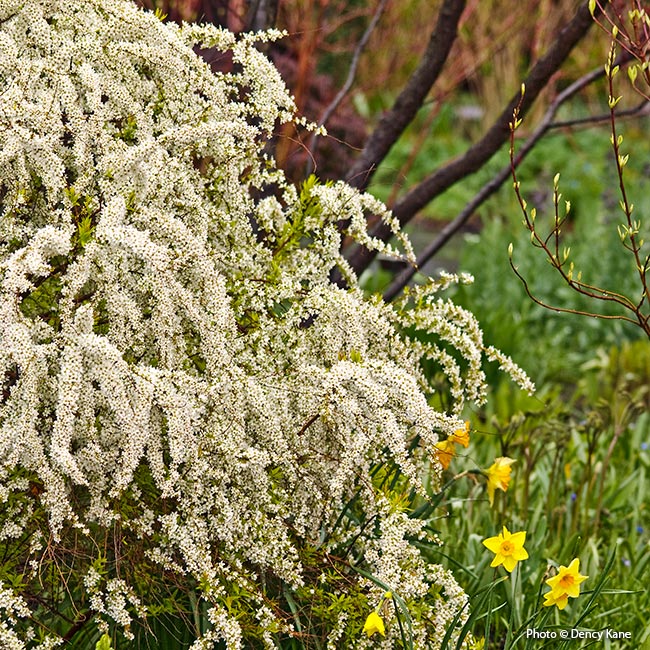 garland-spirea with white blooms in spring: Garland spirea kicks off spring with cascades of dainty white flowers that finish just as the leaves come out.