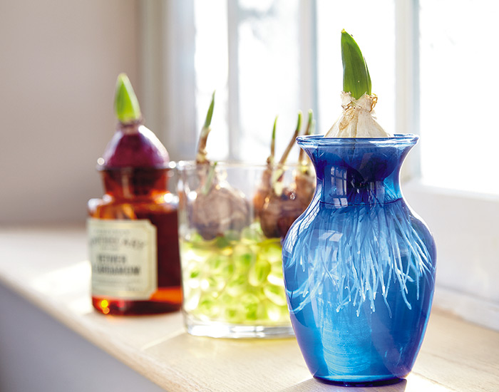 how-to-force-bulbs-indoor-in-water: Forcing flower bulbs in water is an easy way to enjoy flowers indoors.