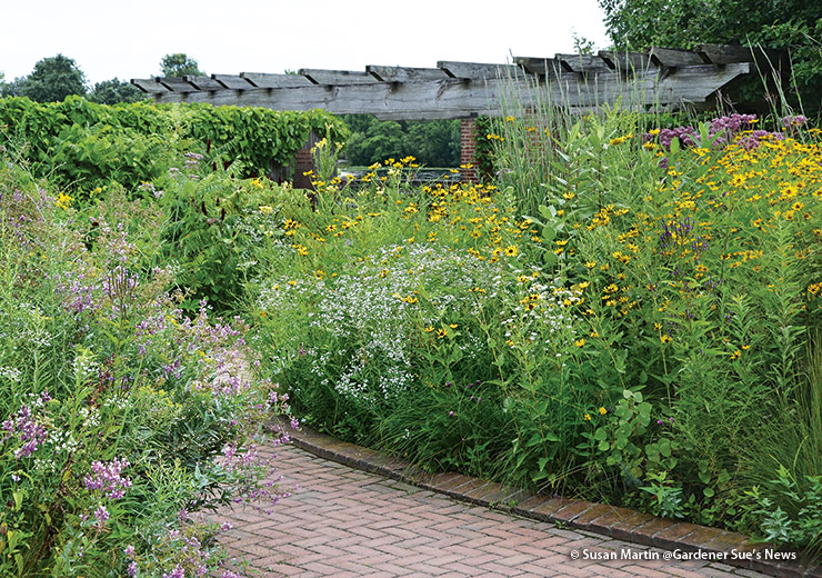 Micro prairie at the Chicago Botanic Garden: A pergola and brick walkway lend a sense of order to this micro prairie at the Chicago Botanic Garden, where finches happily devour the seeds of the golden false sunflowers.
