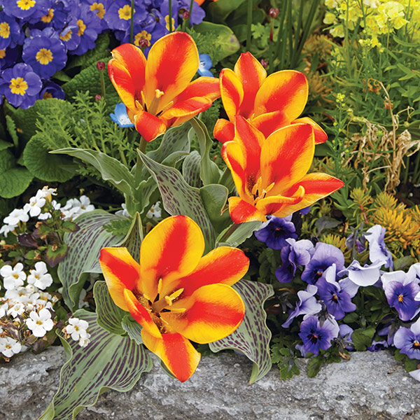 Chopin tulips: The bold stripes of 'Chopin' tulip call attention to this early spring planting.