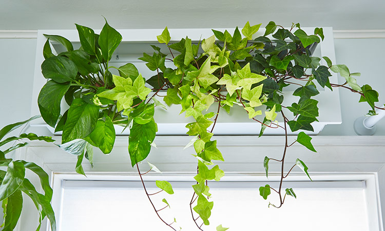 GrowFrame by Modsprout: This framed plant shelf includes a growlight.