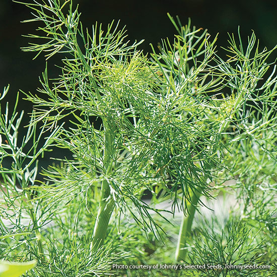 Close up of dill fronds: Dwarf ‘Fernleaf’ dill is ideal for small gardens and containers.