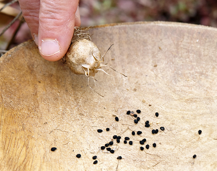 Love-in-a-mist papery seed pods and flower seeds: Take a bowl or a jar into the garden so you can collect small seeds, like these love-in-a-mist, that spill easily.