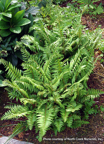 Christmas fern (Polystichum acrostichoides)