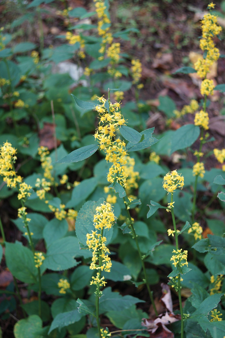 GG188 GLD 11 Solidago flexicaulis NancyJOndra 1: Solidago flexicaulis photo by Nancy J. Ondra