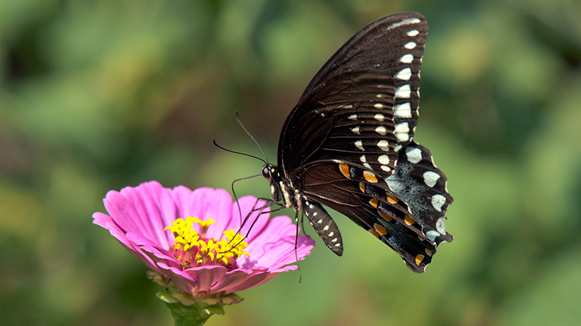 plants-that-are-butterfly-magnets-pv3: Zinnia flowers offer a nice wide landing area for larger butterflies like the Spicebush swallowtail you see here.