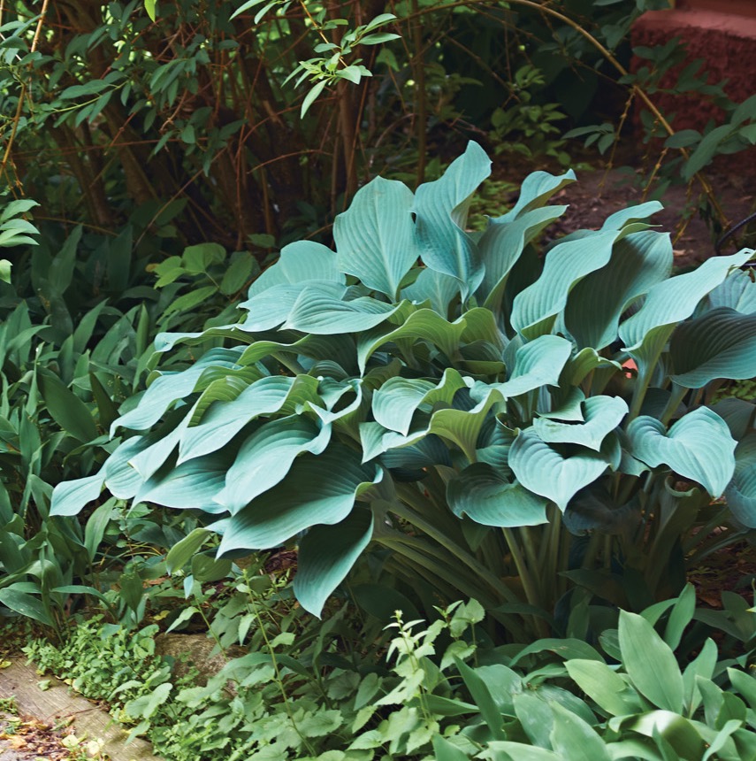 GG187 TP 03 gaif0830 'Krossa Regal' blue Hosta photo by Jack Coyier