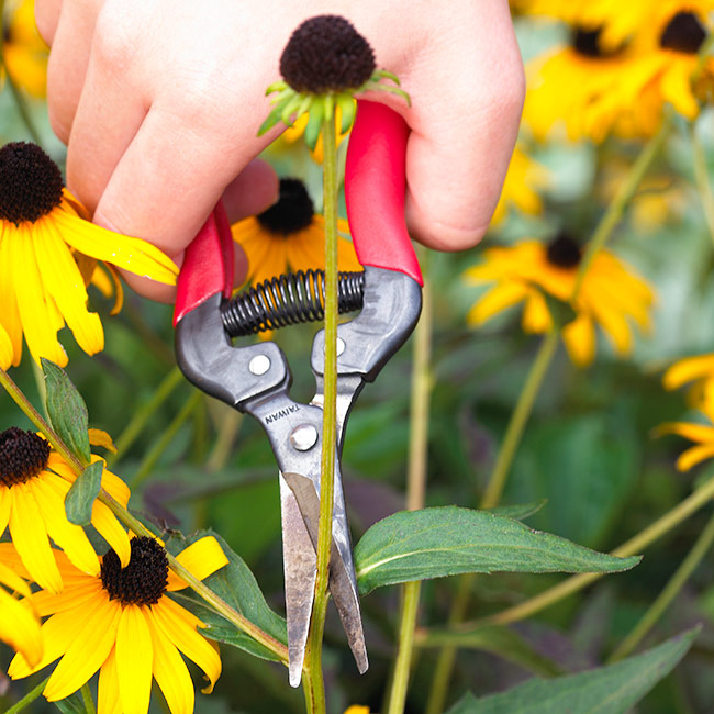 deadheading a flower with garden snips: Use snips to get into tight spaces where you want to remove one spent stem among others that are still blooming.