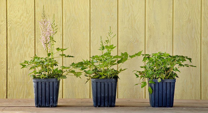 3 Astilbe plants from the nursery in different stages of budding: Some plants have nearly identical foliage — full and healthy with great color. If you want to enjoy flowers this year, look for one that isn’t yet in full bloom.