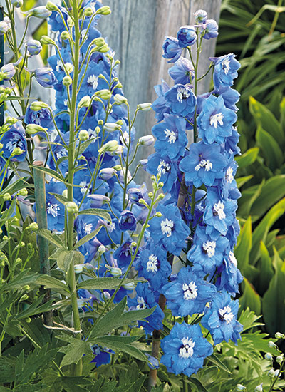 fp-d-cottage-garden-players-delphinium: Tall delphinium spikes often need a stake to keep the flowers growing straight.