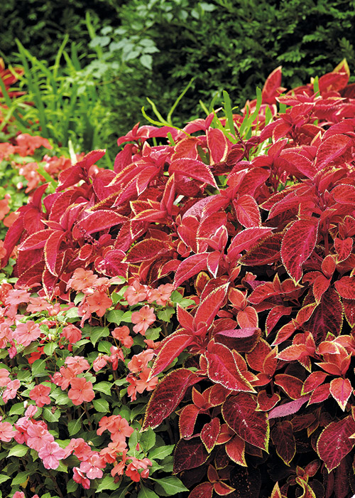 Wizard™ Sunset coleus plants and coral impatiens combine in the shade to create a classic cottage garden look.:Wizard™ Sunset coleus plants and coral impatiens combine in the shade to create a classic cottage garden look.