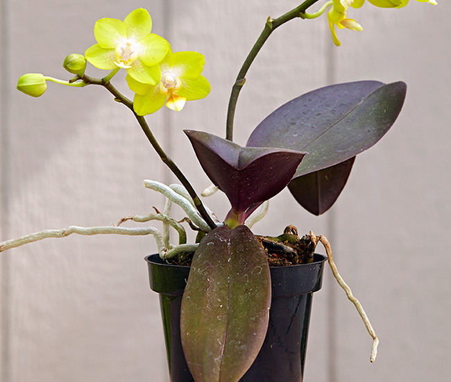 Orchid problems too much light: This phalaenopsis' purple leaves are caused by growing in intense bright light.