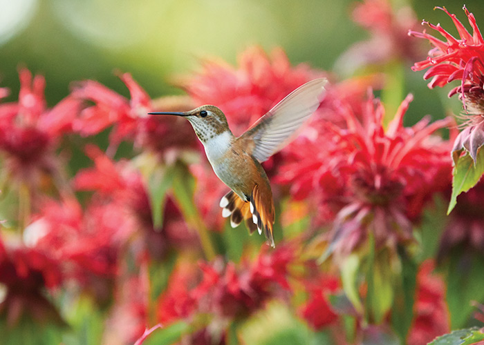 Rufous hummingbird by Garden Gate Magazine: Hummingbirds like this female rufous love bee balm, especially in a mass planting.