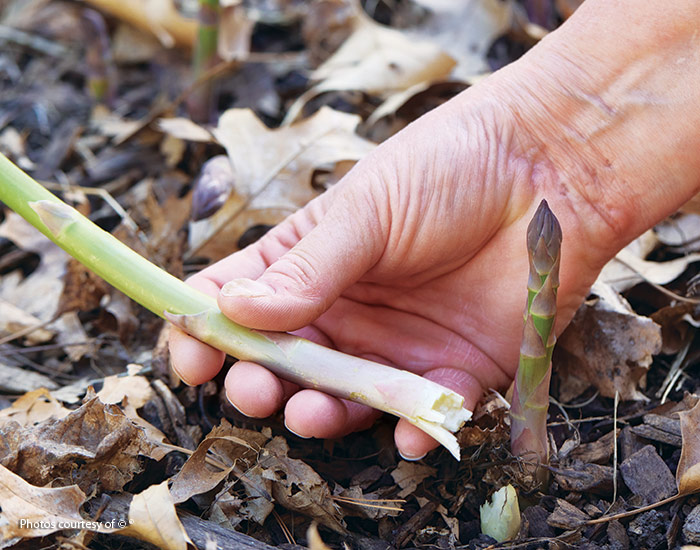 harvesting asparagus: Snap or cut spears off at the base, being careful not to damage others nearby. 