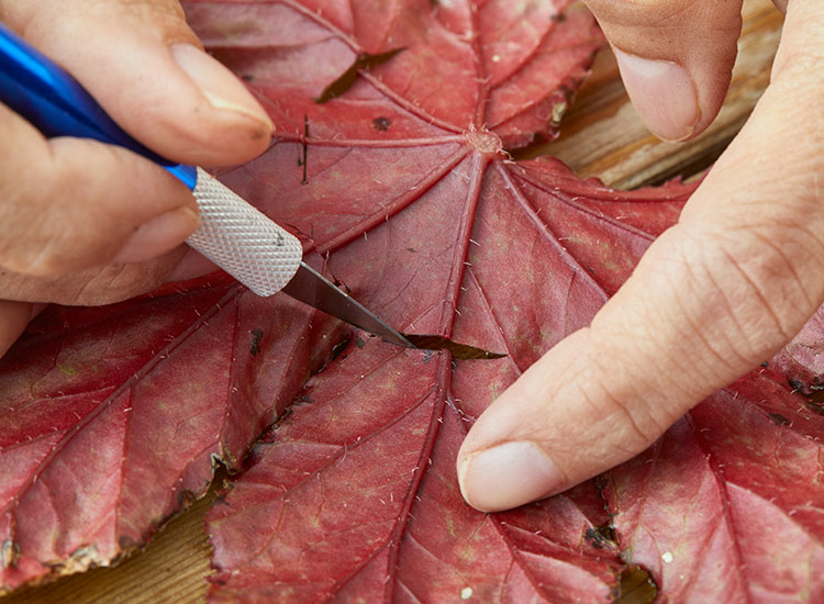 Make a 1/2-inch cut across a few of the largest veins in the begonia leaf: Make a 1/2-inch cut across a few of the largest veins in the begonia leaf.