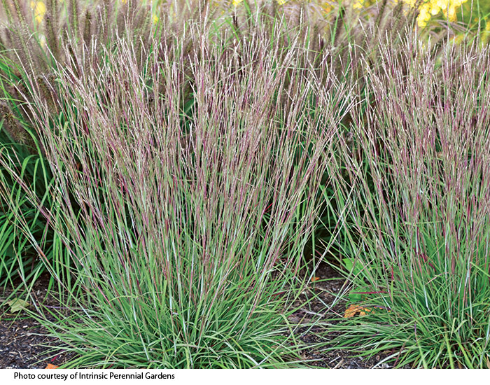 little red fox little bluestem from Intrinsic perennials: Compact in size, 'Little Red Fox' stays upright providing late-season borders with upright color and texture. 