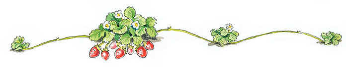 How-to-start-a-strawberry-patch-june-bearing-with-daughters