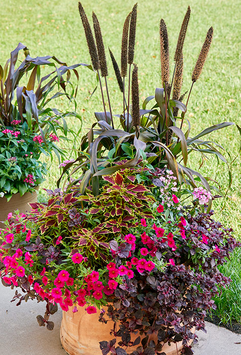 Fall flower pot with millet, coleus, and petchoa: Like its relatives
the petunia and calibrachoa, petchoa does best in full sun and comes in a range of colors. 